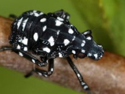 Early instar