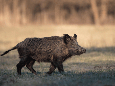 side view of a feral hog