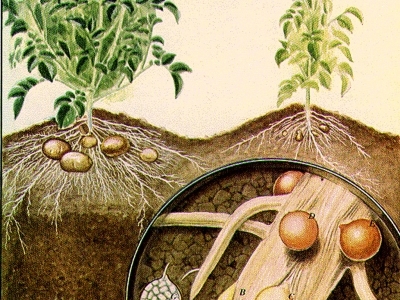 Golden nematode lifecycle painting