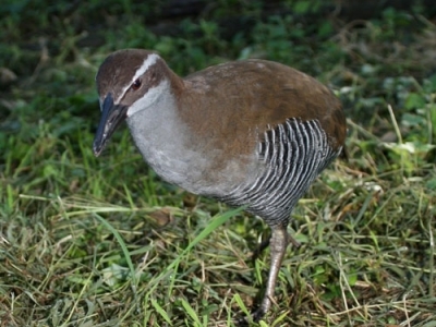 Guam rail