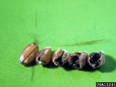 Wheat kernels and bunted wheat kernels caused by Tilletia indica.