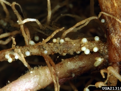 Dark brown plant root with white cysts scattered along its length.