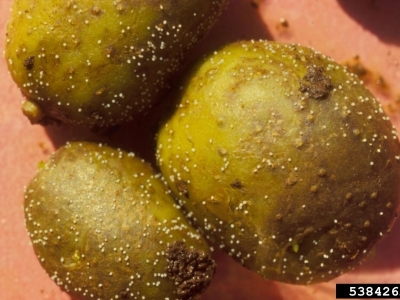 Three brown potatoes with small white cysts visible on the skin.