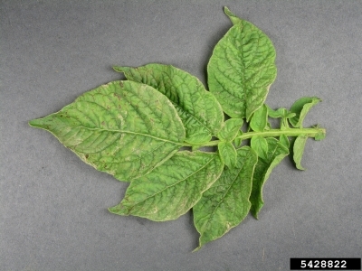 PVY symptoms on potato plant leaves