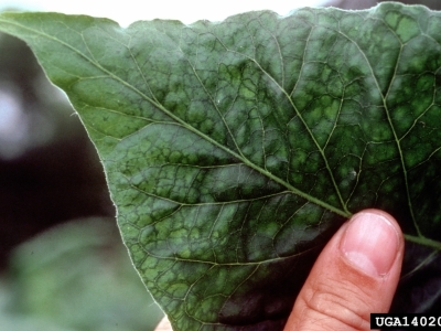 PVY symptoms on a tobacco leaf.