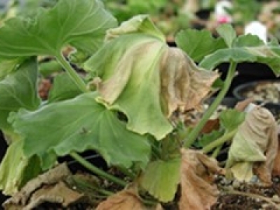 Wilted plant with yellow and brown patches.