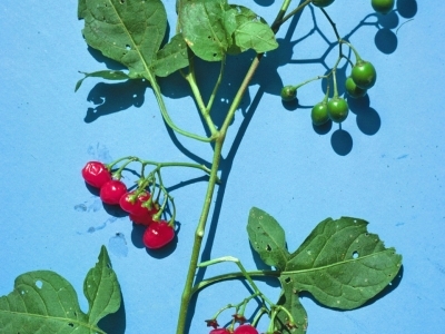 Branch of a bittersweet plant with green leaves and red and green fruits.