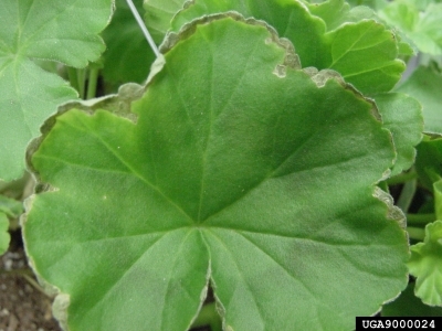 Green leaf with brown wilted edges.