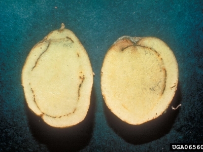 Potato tuber cut open to show a brown ring in the tuber flesh.