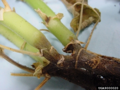 Close up of three plant stems showing wilt symptoms.