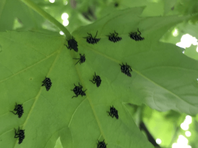 Spotted lanternfly nymphs