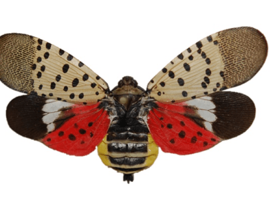 spotted lanternfly