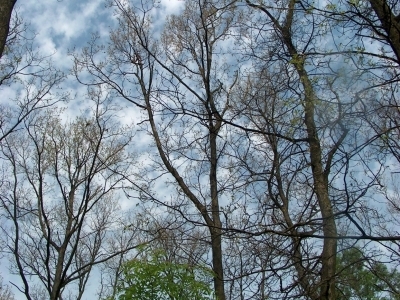 Defoliation of tree from spongy moth