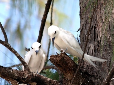 White terns